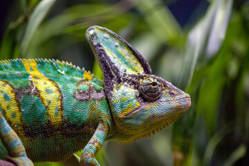 a Veiled chameleon. it is a species of chameleon native to the Arabian Peninsula in Yemen and Saudi...