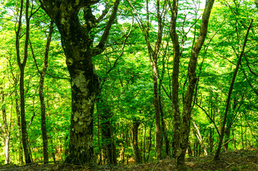 Fototapeta na wymiar 深い緑の森