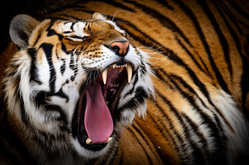 Roaring Tiger