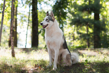 Black and white spotted dog sitting on the grass in a park on a sunny summer day