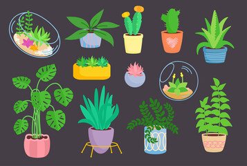 House indoor plant, potted ceramic set, flat cartoon flower. Succulents in florarium, cactus, house plants collection. Growing green sprouts in pot. Isolated vector illustration on dark background