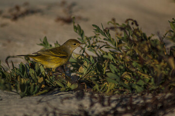 Yellow Warbler standing in a plant in a Galapagos beach