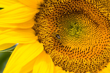 annual sunflower , close-up