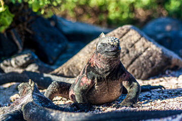 Galapagos Land Iguana walking in the sand