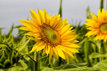 field annual sunflowers