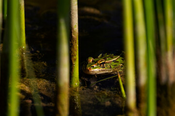 Green Frog