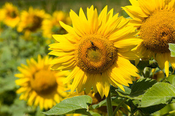 field annual sunflowers