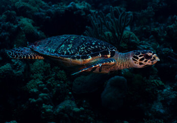 Hawksbill Sea Turtle