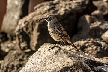 Espanola Mockingbird standing in a rock on a sunny day