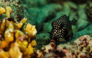 Smooth Trunkfish