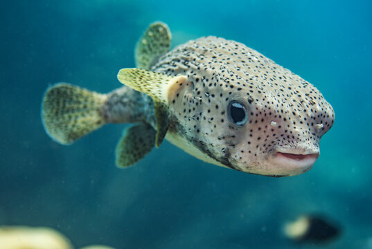 Porcupine Pufferfish