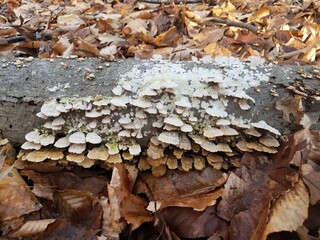 white fungus or mushrooms on log and brown leaves
