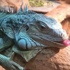 iguana on a tree
