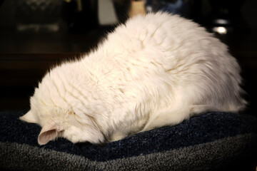 white cats lie on a pillow low light color