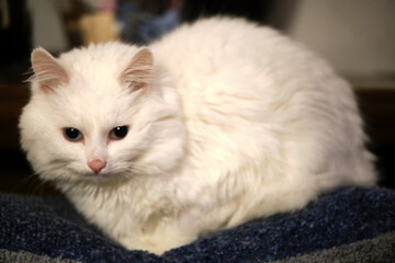 white cats lie on a pillow low light color
