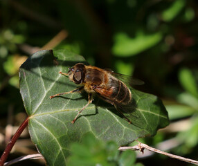 A female Tapered Drone Fly resting on an ivy leaf. Scientific name Eristalis.