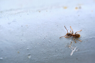 ant goes by iron pipe general plan color