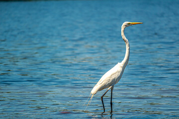 heron walking in the waters of the beach