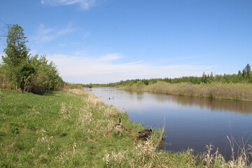 Fototapeta na wymiar Spring At The Lake, Pylypow Wetlands, Edmonton, Alberta