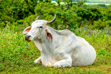 Fototapeta premium Cow sitting in the green pasture.
