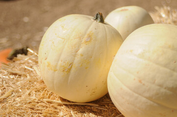 White pumpkins