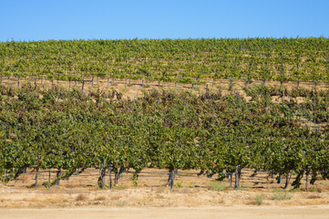 Fototapeta na wymiar Vineyard with vines growing on small hills