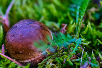 Beautiful mushroom hog growing in the grass color