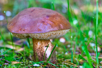 Beautiful mushroom hog growing in the grass color