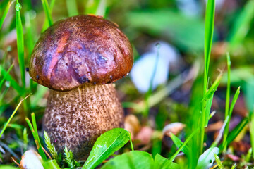 Beautiful mushroom hog growing in the grass color