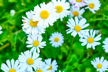 Obraz premium many beautiful field daisies general plan color