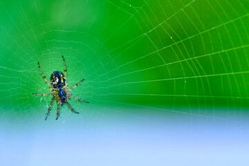 Spider hangs on the web general plan color