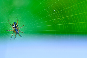 Spider hangs on the web general plan color