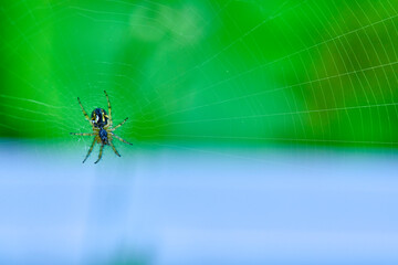 Spider hangs on the web general plan color