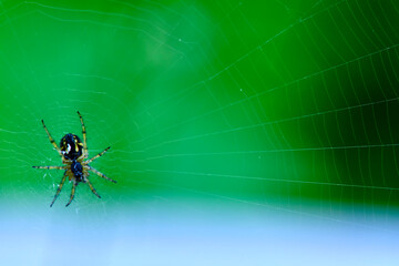 Spider hangs on the web general plan color