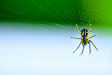 Spider hangs on the web general plan color