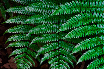 Green leaves at Totoro forest, Saitama, Japan