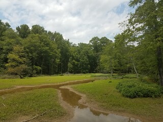Fototapeta na wymiar water and mud and trees in wetland