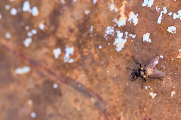 photo of a garden fly on an iron rusty surface