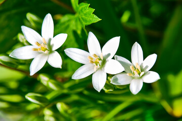 beautiful wildflowers blurred background color general plan