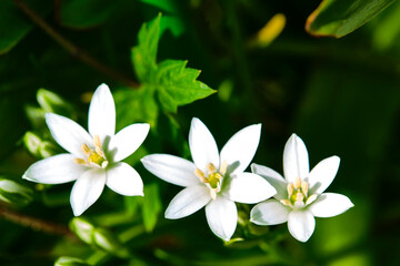 Fototapeta premium beautiful wildflowers blurred background color general plan