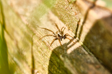 Spider sits on a macro board color
