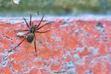 Spider sits on a brick general plan color