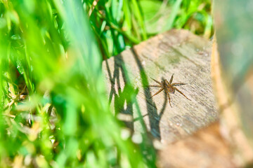 Spider sits in the grass general plan color