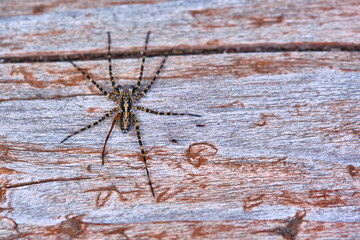 Spider sits on a macro board color