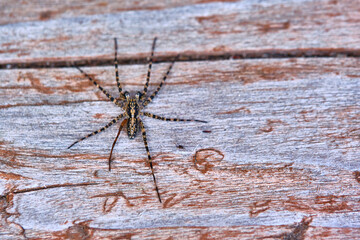 Spider sits on a macro board color