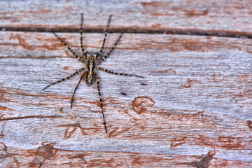 Spider sits on a macro board color