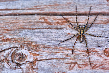Spider sits on a macro board color