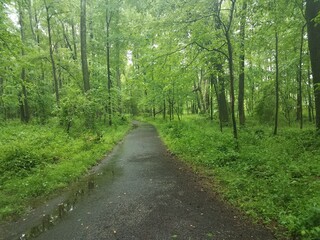 Fototapeta na wymiar wet trail in green forest