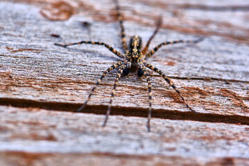 Spider sits on a macro board color