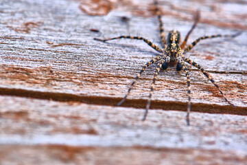 Spider sits on a macro board color